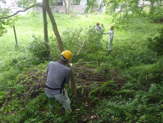 武庫山ルート入口付近のヤマザクラの日当たり改善の間伐