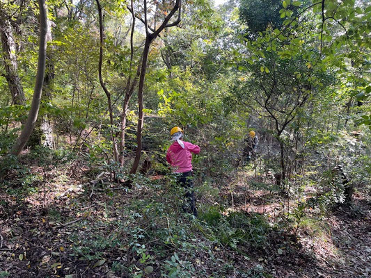 イチヤクソウの丘の常緑樹を間伐、除伐