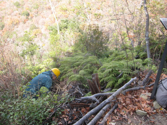 赤松ビューポイント周辺シダ刈り取り