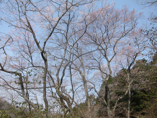 桜坂エドヒガン 5分咲