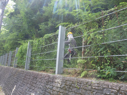 北側道沿いのフェンスの草取り