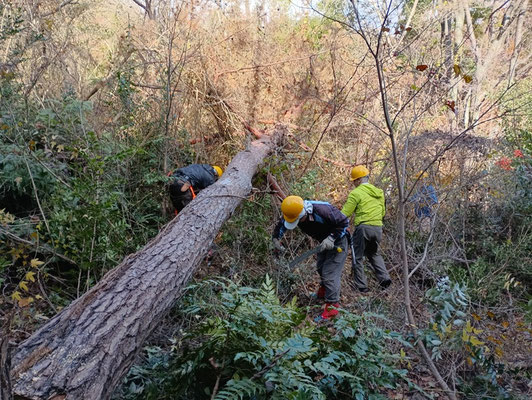 光が丘ルート堰堤上流部伐倒した枯れ松の枝葉処理