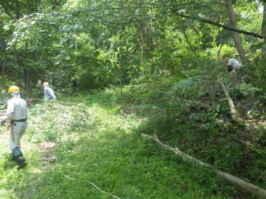 武庫山ルート入口付近の間伐後の枝処理