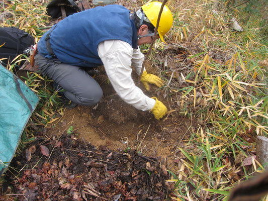 ヤマザクラの移植