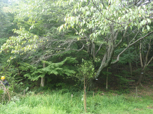 見通し改善作業前