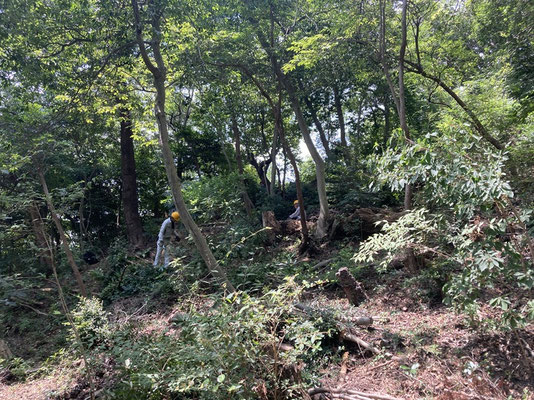 キツネの森東南奥部斜面常緑樹の間伐