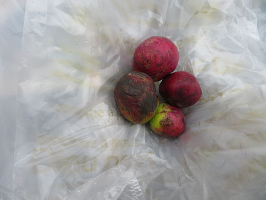 差し入れの完熟ムベ