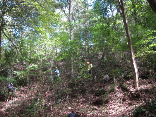 城ケ丘下斜面の間伐①