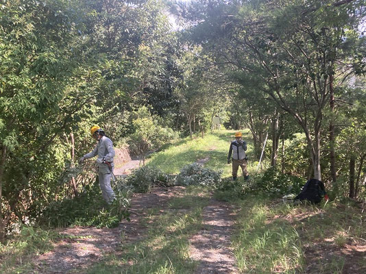 青葉台口園路脇の常緑樹の間伐、枝打ちを行い東、南方向からの日照改善