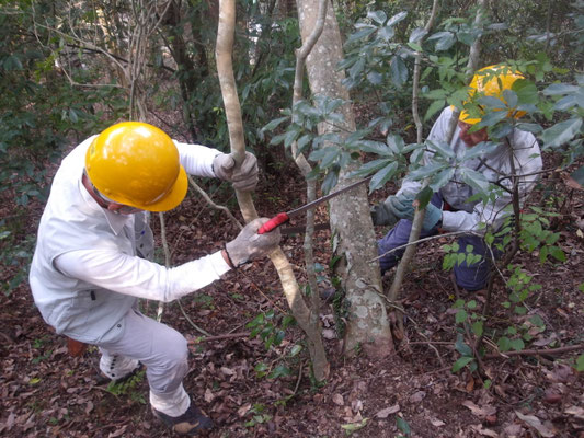 遠見の道資材倉庫横斜面の大傾斜木の伐採
