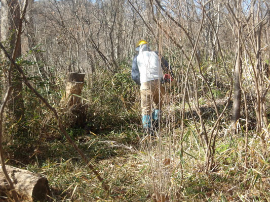 ｺﾊﾞﾉﾐﾂﾊﾞﾂﾂｼﾞの丘北側部の笹刈