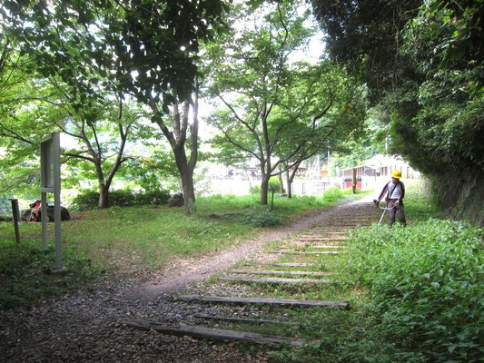 膝下まで伸びた草を刈り取る