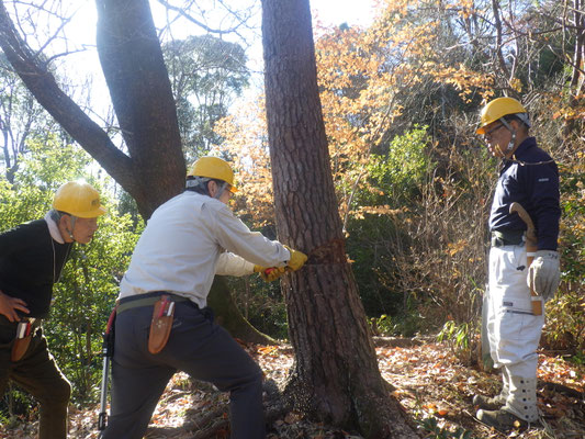枯マツ伐採　受口切り