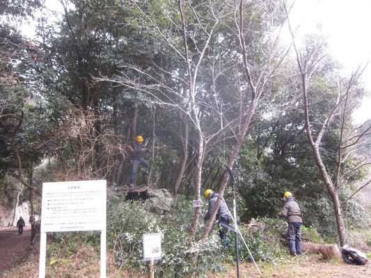廃線跡入口　オオシマザクラを圧迫しているアラカシ伐採