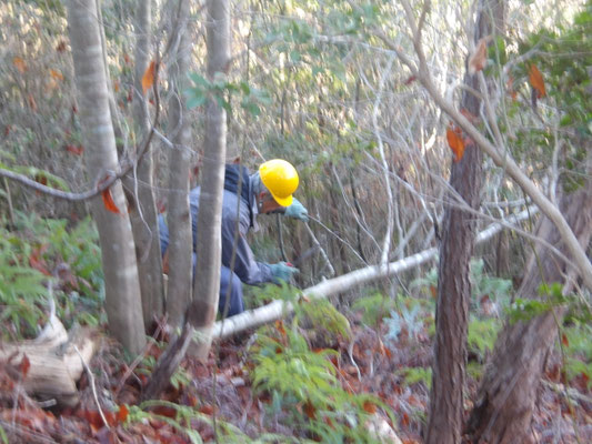 遠見の道多数株立ち木の除伐①