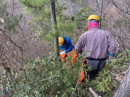ゆずり葉ピーク付近で伐採した枯れ松の枝葉処理