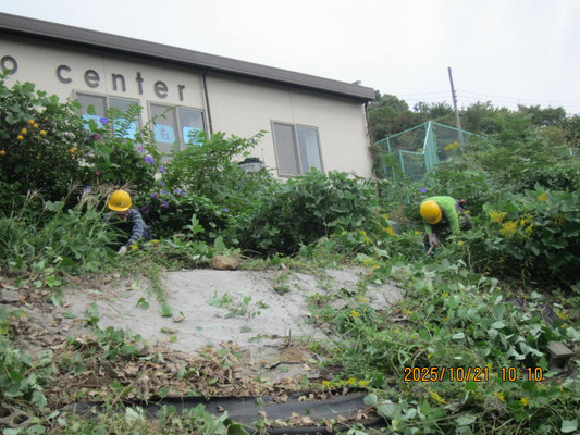 CoKoセンター；斜面で手刈り