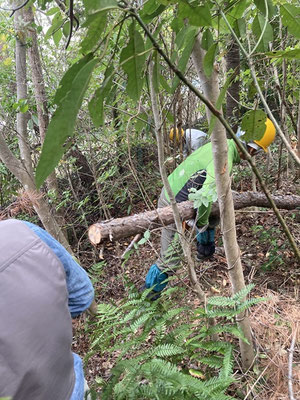 逆瀬台小学校北側斜面で小径の枯れ松を伐採、玉切り