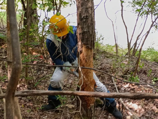 光が丘口登山路脇部枯れ松伐採