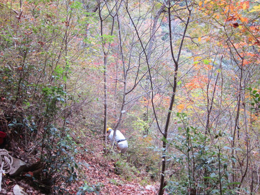 コナラ林で灌木の間伐