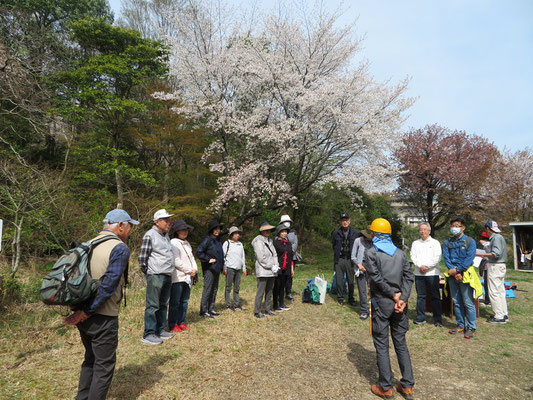 満開の桜の前で、武庫山の森とサクラについて説明