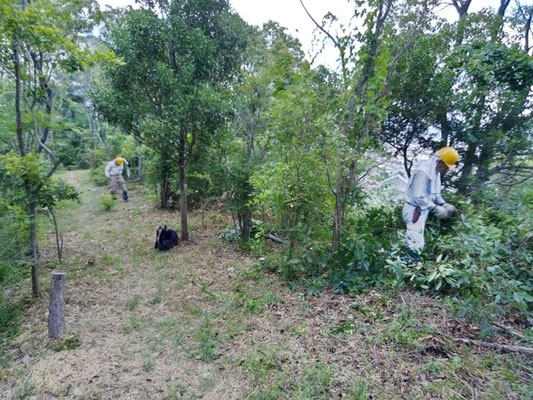 青葉台口～小林堰堤間の行者山登山路周辺も除伐し、スッキリと