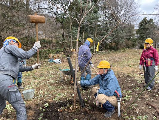 ヤマザクラ②の植え付け