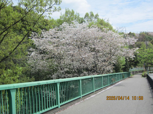 中川大橋：見ごろのカスミザクラ