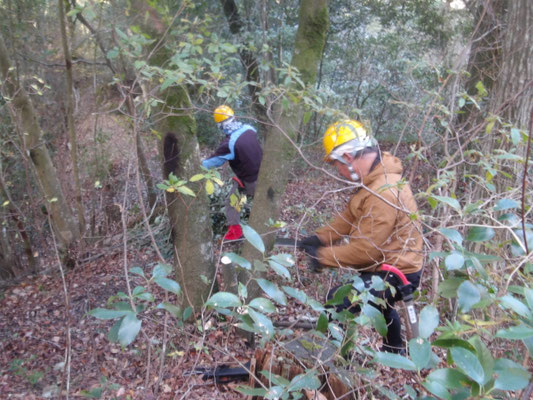 遠見の道 下段枯れ木伐採