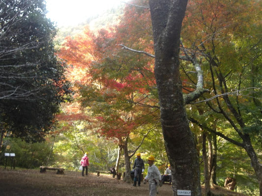 廃線敷親水広場のモミジ紅葉化進む