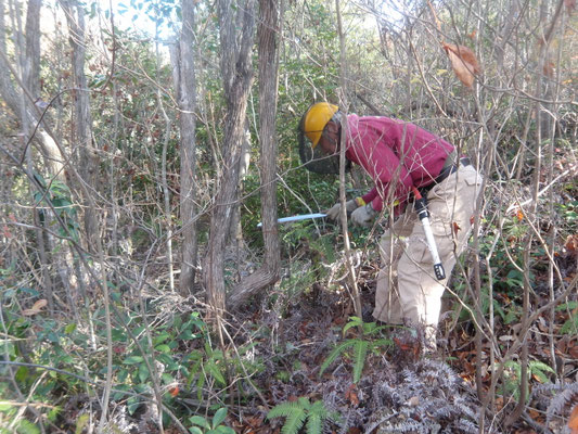 遠見の道園路両脇灌木の伐採 ②