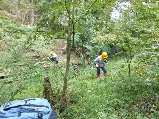 植樹モミジ周辺の草刈り