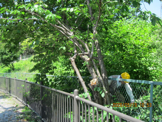 歩道にはみ出した桜の枝の伐採後