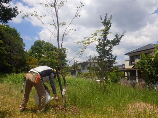 植樹への水やり
