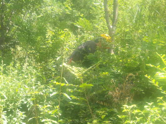 2025.08.06桜の園①桜の尾根 下草刈り