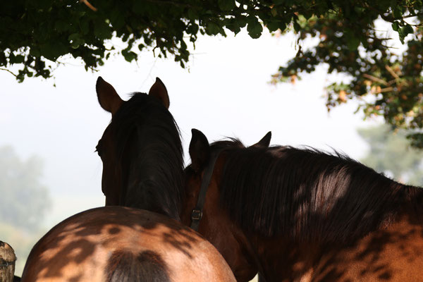zwei Pferde am Schatten auf der Weide