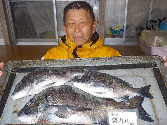 ４月７日　磯釣りで山本さん　チヌ４４．２㎝を頭に３匹