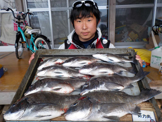 ３月５日　磯釣りで河津さん　チヌ４３㎝を頭に９匹