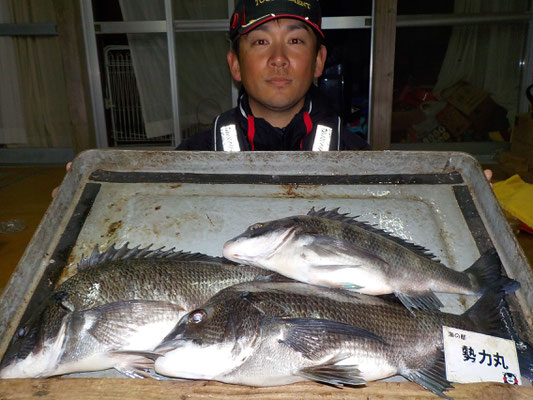 ３月３日　磯釣りで渡辺さん　チヌ４５㎝を頭に３匹