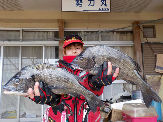 ３月１日　磯釣りで福島さん　良型チヌ４５㎝前後を２匹