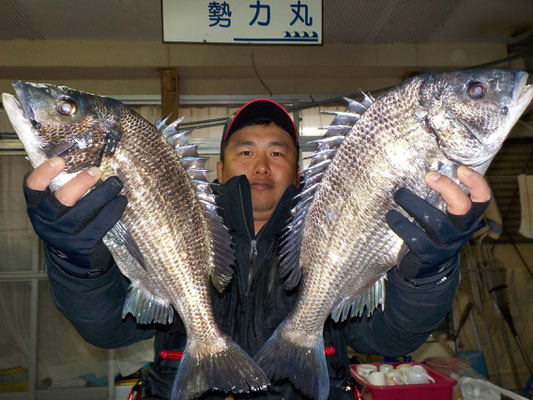 ３月８日　磯釣りで川上さん　良型チヌ４７㎝・４５．５㎝