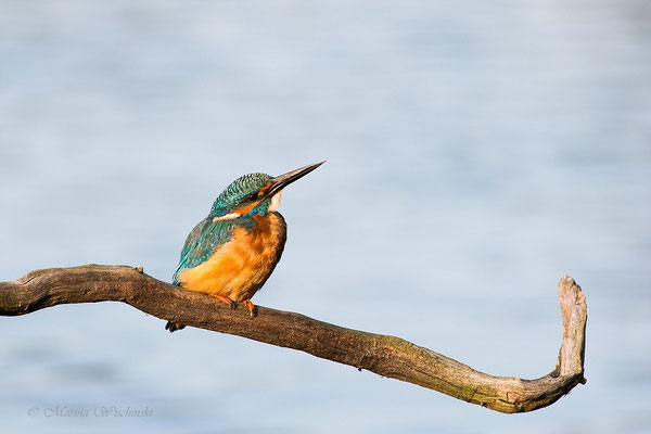 Eisvogel (Alcedo atthis)