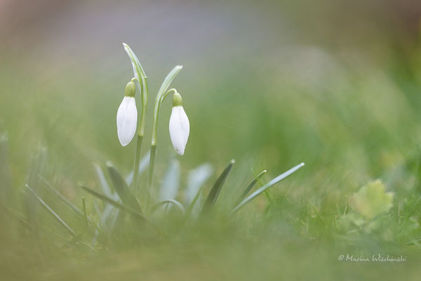 Schneeglöckchen (Galanthus)