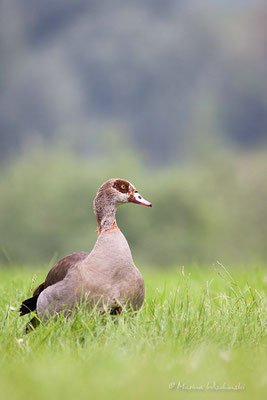 Nilgans (Alopochen aegyptiacus) 