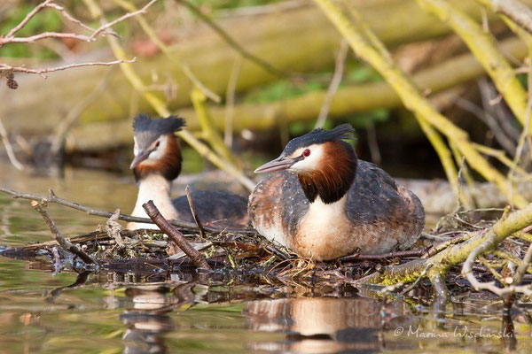 Haubentaucher (Podiceps cristatus) 