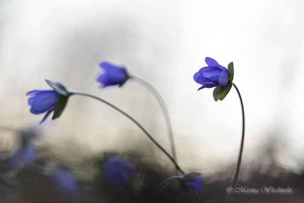 Leberblümchen (Hepatica nobilis)