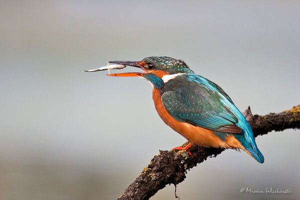 Eisvogel (Alcedo atthis) mit Beute