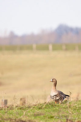 Blässgans (Anser albifrons)