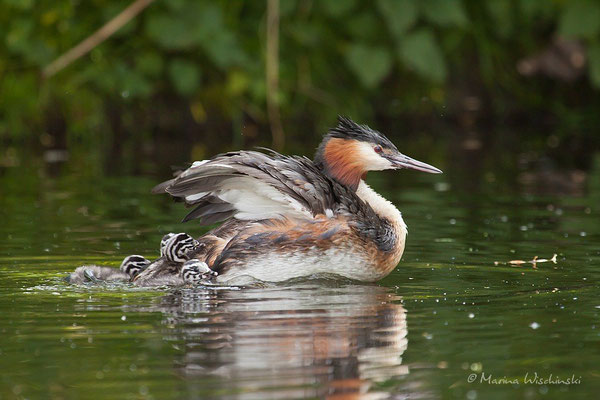 Haubentaucher (Podiceps cristatus) 