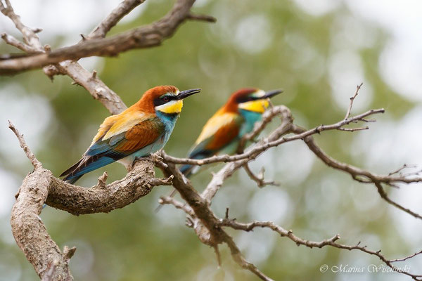 Bienenfresser (Merops apiaster)